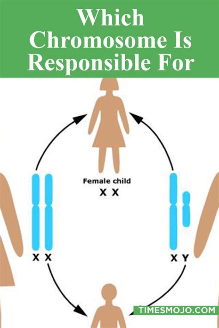 Which chromosome is responsible for boy?