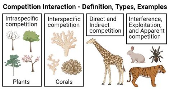 Which competition is direct and interspecific?