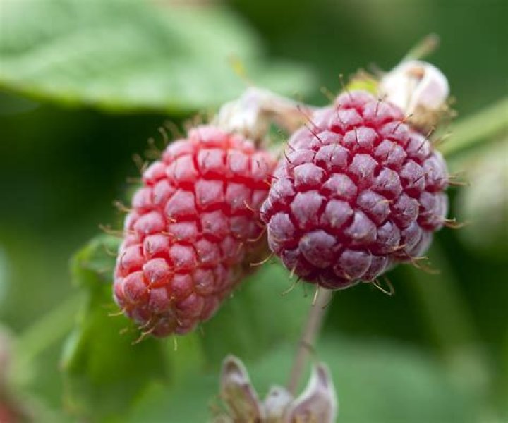 Which compost for raspberries?