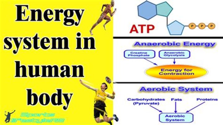 Which energy system produces atp most quickly?
