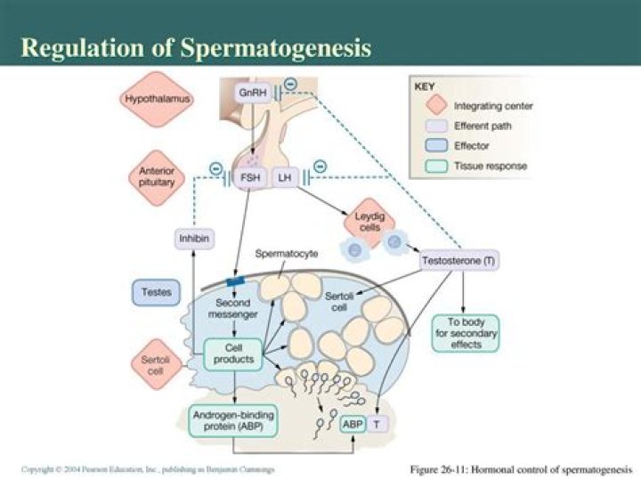 Which hormone regulates spermatogenesis?