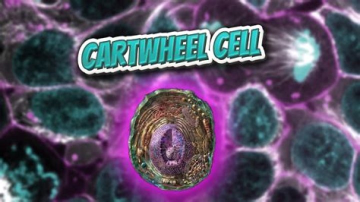 Which is known as cartwheel cell?