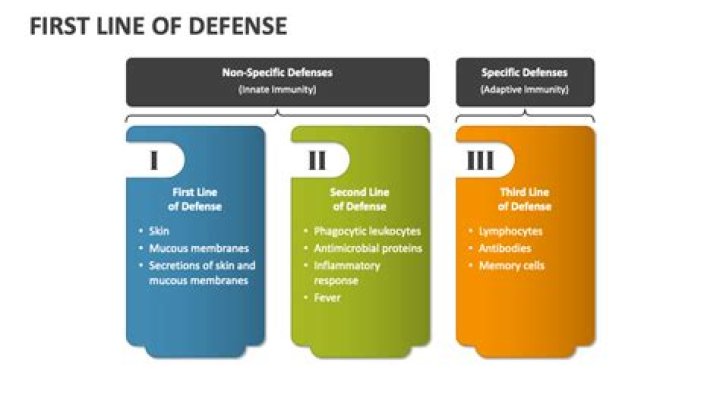 Which is the first line of defence?