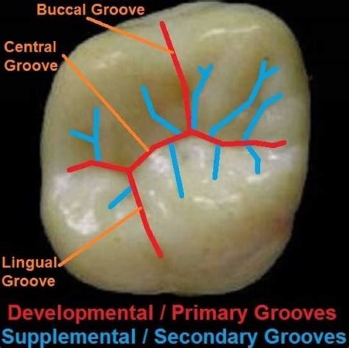 Which is the oral groove?