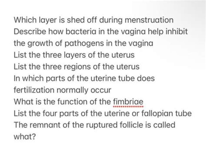 Which layer is shed off during menstruation?