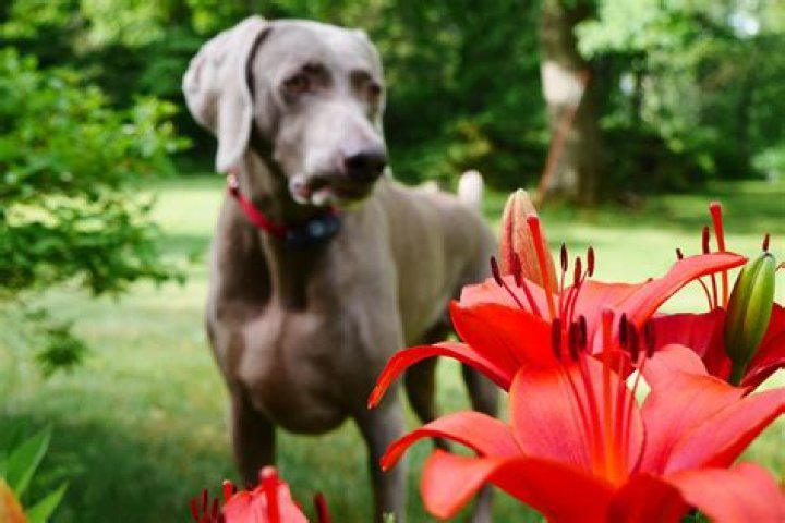 Which lilies are toxic to dogs?