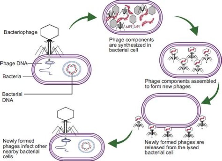 Which method of bacterial recombination involves bacteriophages?