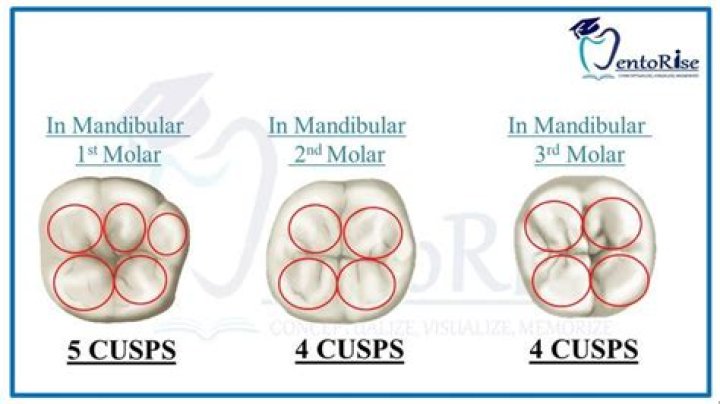 Which molar has 5 cusps?