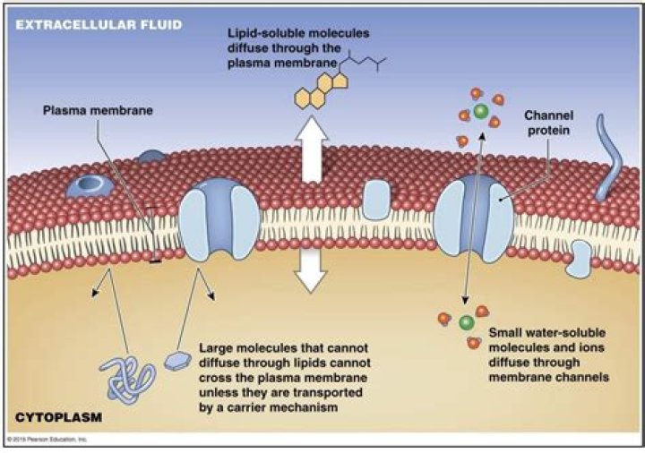 Which molecules cannot pass through cell membrane?