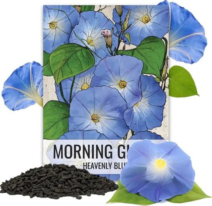 Which morning glory seeds contain lsa?
