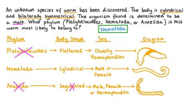 Which nematodes for fleas?