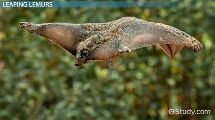 Which of the following animal has patagium of flying?