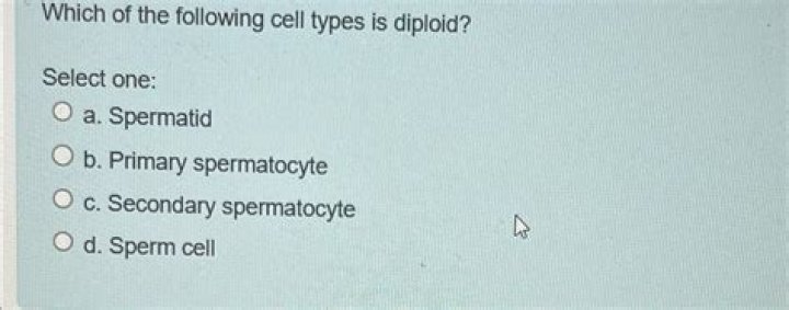 Which of the following cell types is diploid?