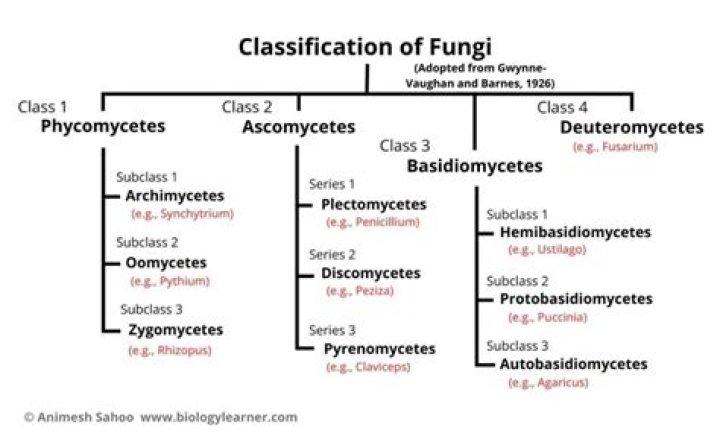 Which of the following fungi are used as a leavening agent?