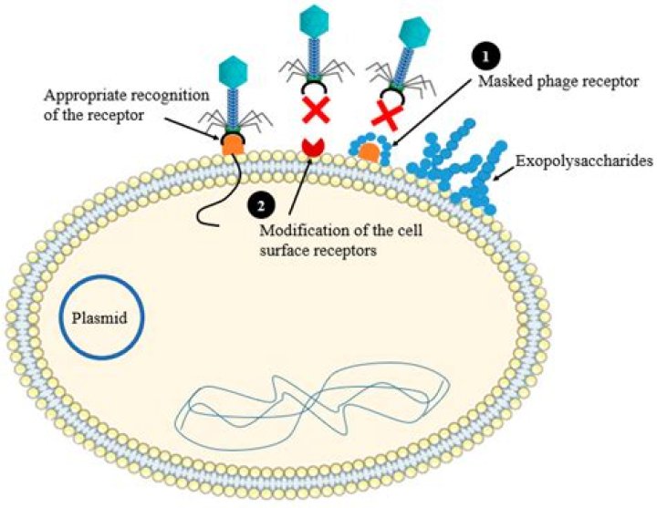 Which of the following is used for blocking the phage-encoded recombination?
