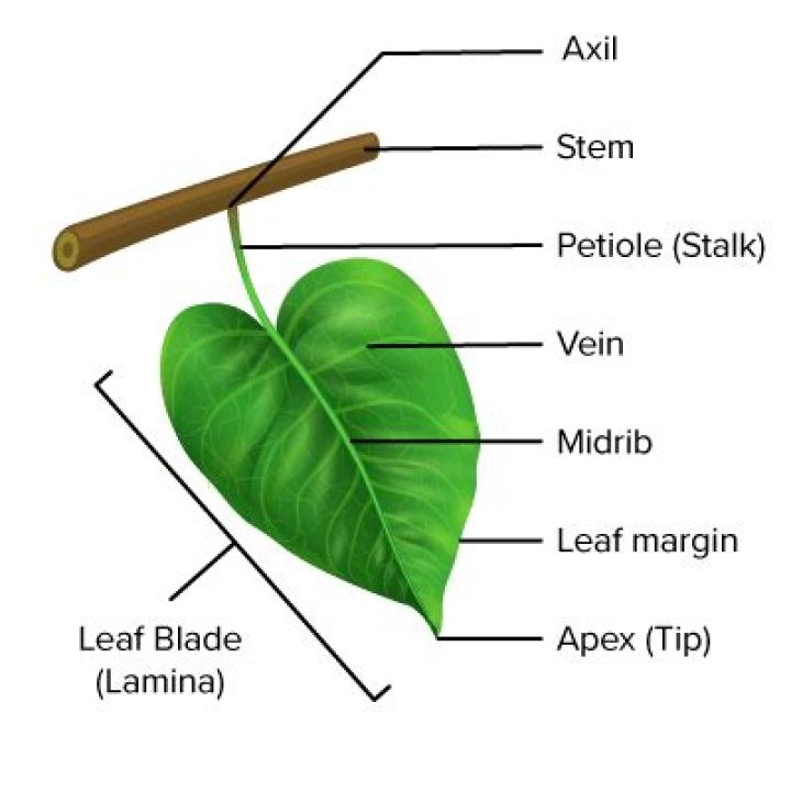 Which part of the leaf is shaded?
