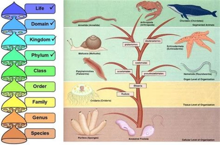 Which phylum do ferns and horsetails belong?
