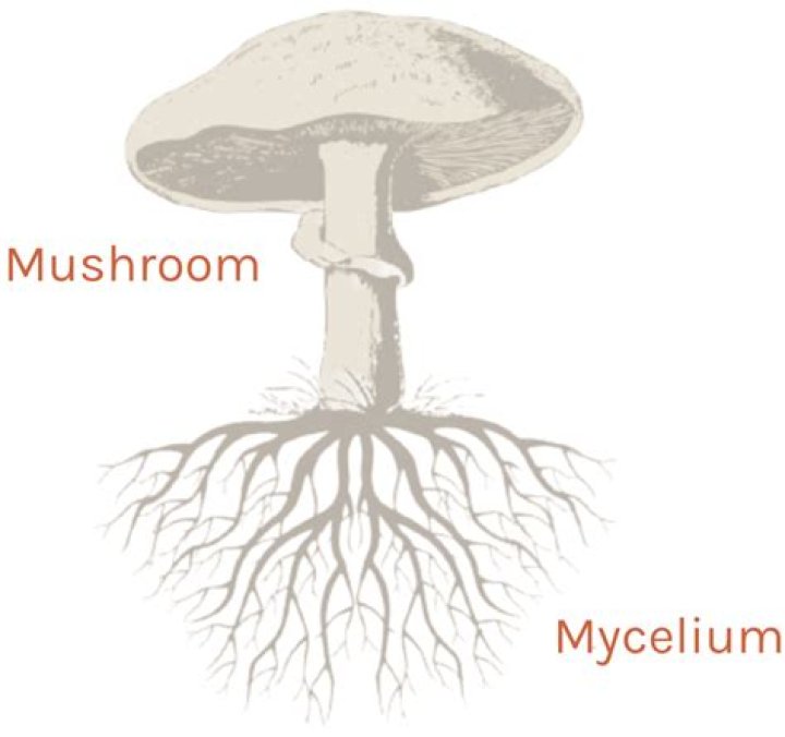 Which ploidy is the mycelium?