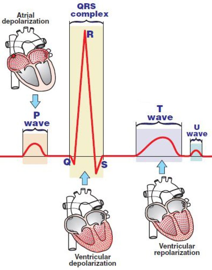 Which represents ventricular depolarization on an ecg?