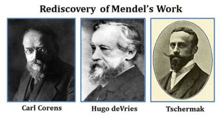 Which scientists rediscovered mendel's work?