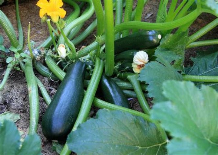 Which zucchinis are gmo?