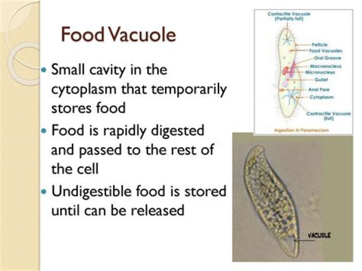 Who discovered food vacuole?
