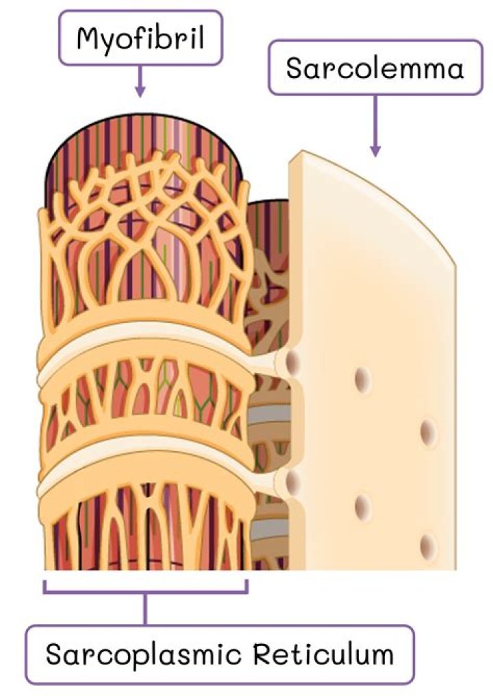 Who discovered sarcoplasmic reticulum?