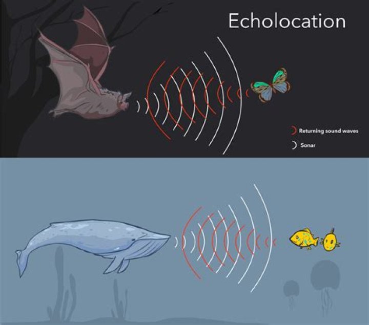 Who do bats use echolocation?