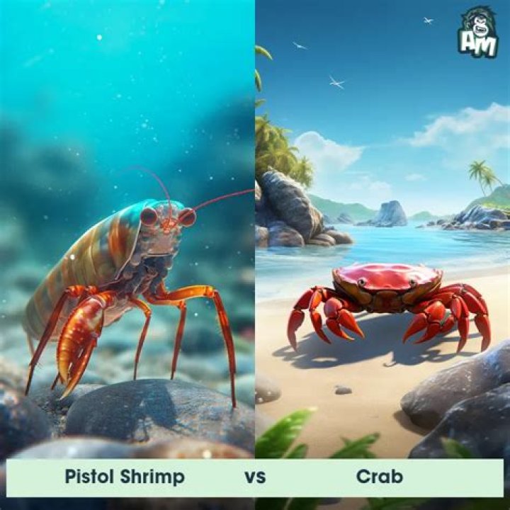 Who do pistol shrimp eat?