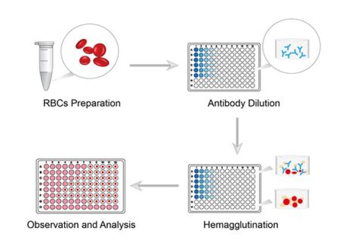 Who invented hemagglutination assay?