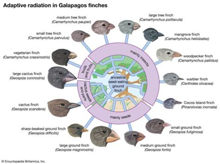 Who studied galapagos finches?