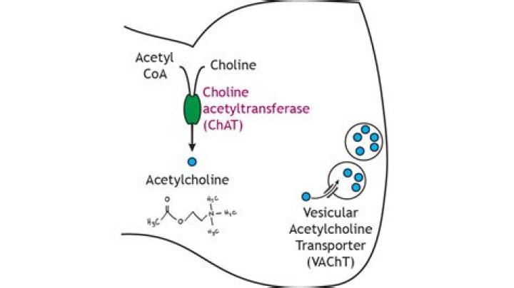 Why acetylcholine is not used in clinical practice?