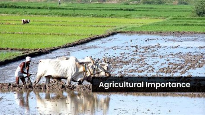 Why agriculture is important in nepal?