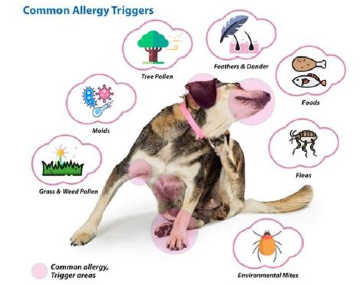 Why am i allergic to my dog?