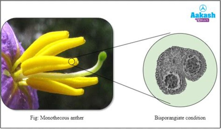 Why angiosperm anthers called dithecous?