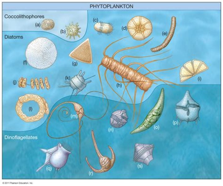 Why are diatoms and dinoflagellates not grouped with seaweed?