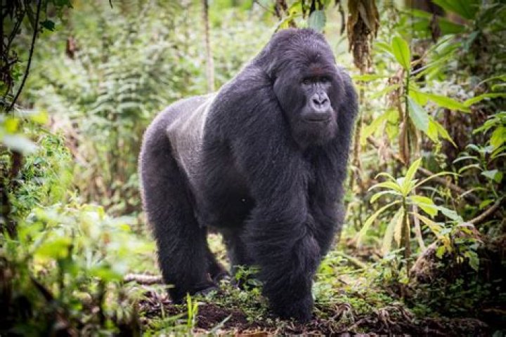 Why are eastern lowland gorillas?