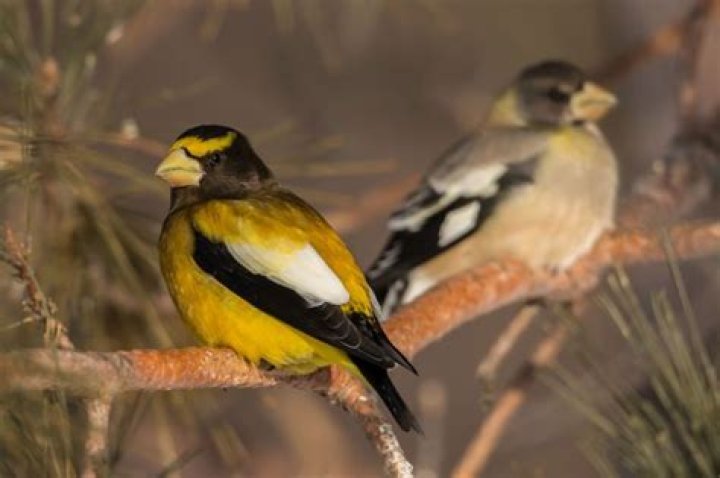 Why are evening grosbeaks declining?