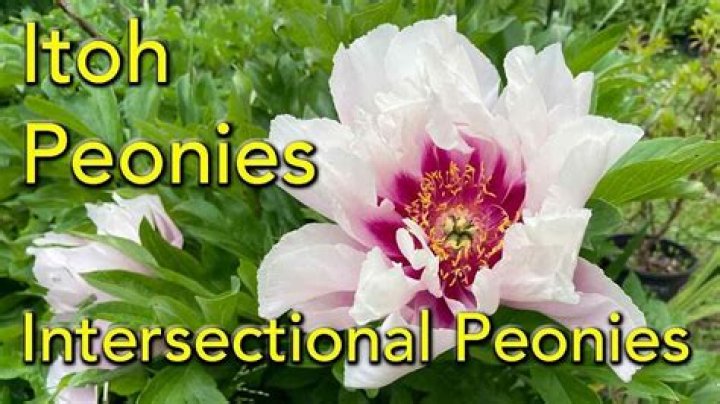 Why are itoh peonies so expensive?