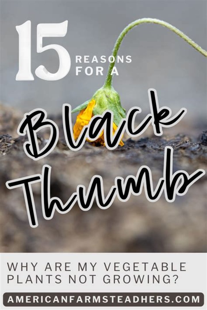 Why are my vegetable plants not growing?