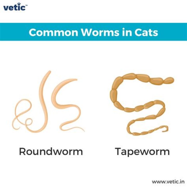 Why are roundworms round?