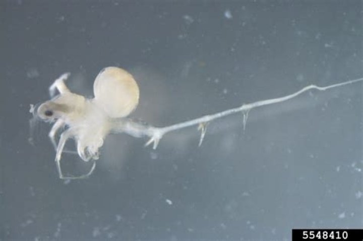 Why are spiny water fleas bad?