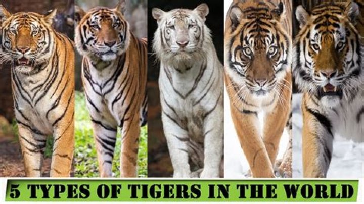 Why are tigers referred to denizens of world of green?