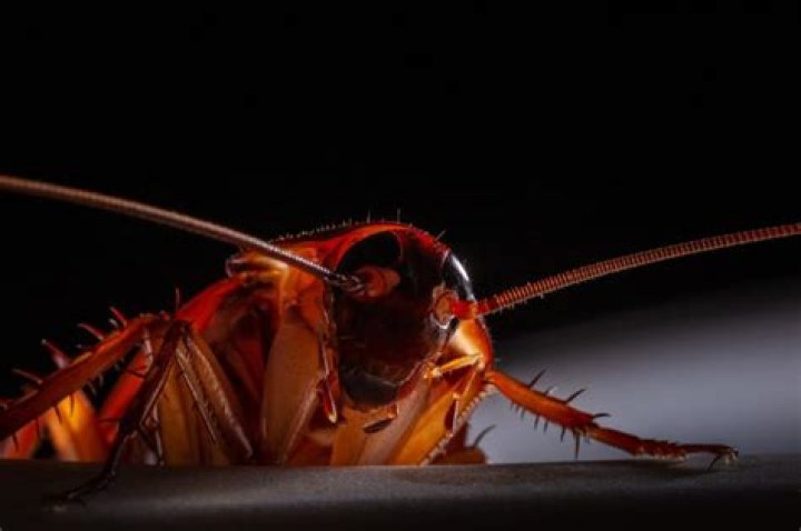 Why bugs come out at night?