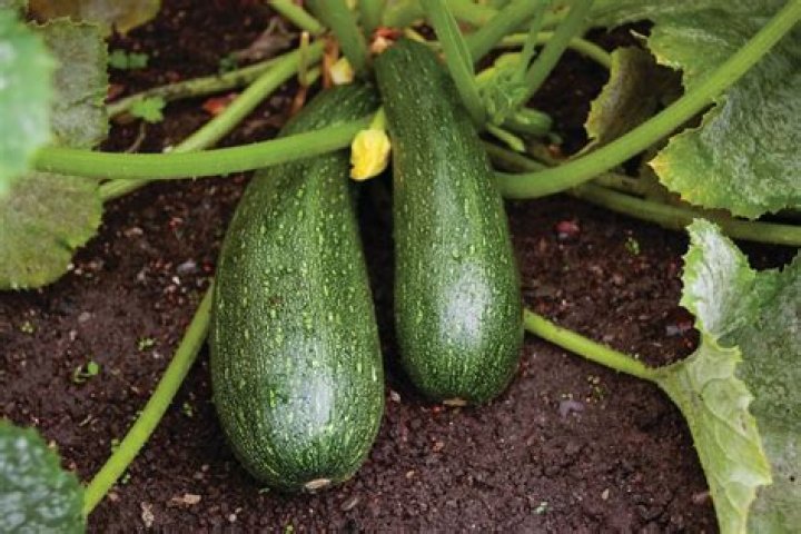 Why cucurbita plant is called a monoecious plant?