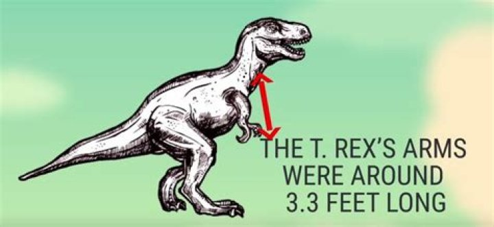 Why did t rexes have arms?