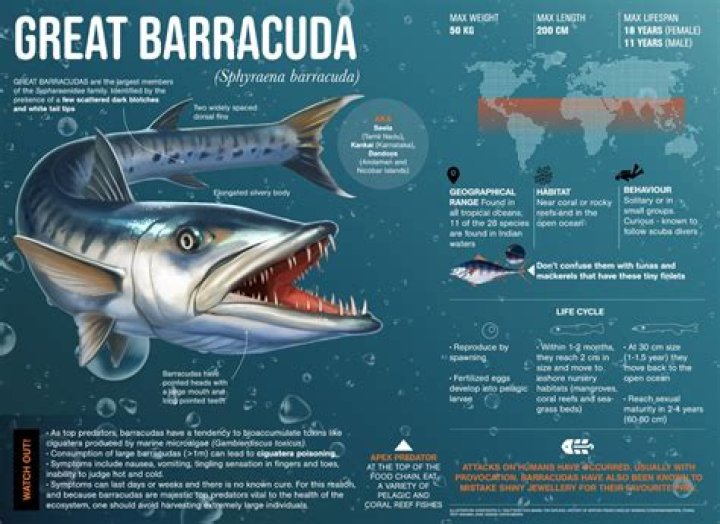 Why do barracuda stink?