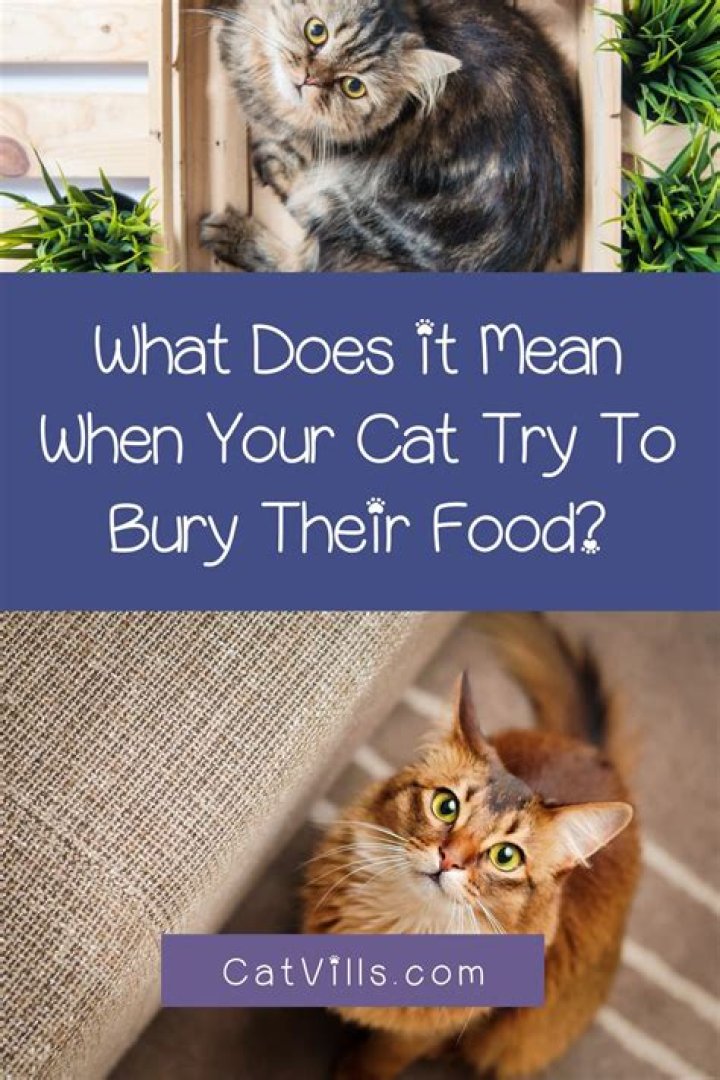 Why do cats bury their food?