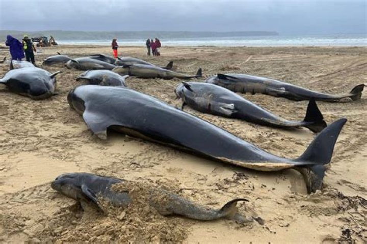 Why do dead whales wash ashore?