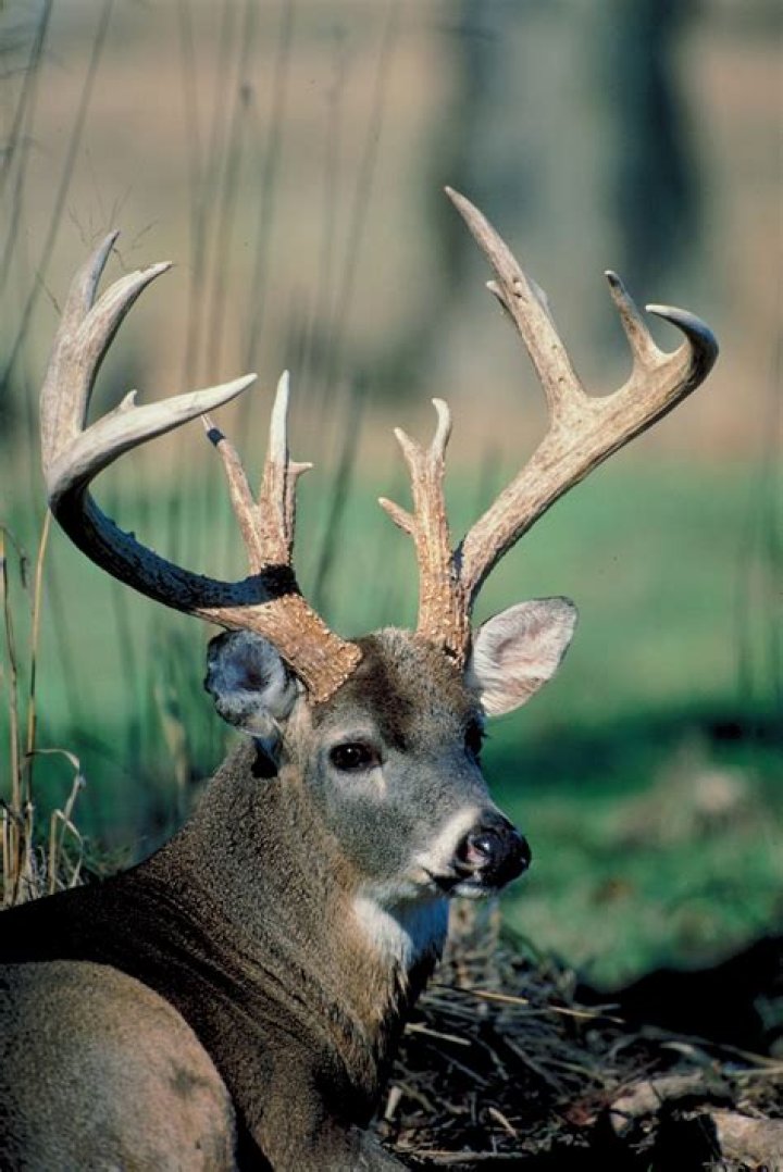 Why do deers bow?